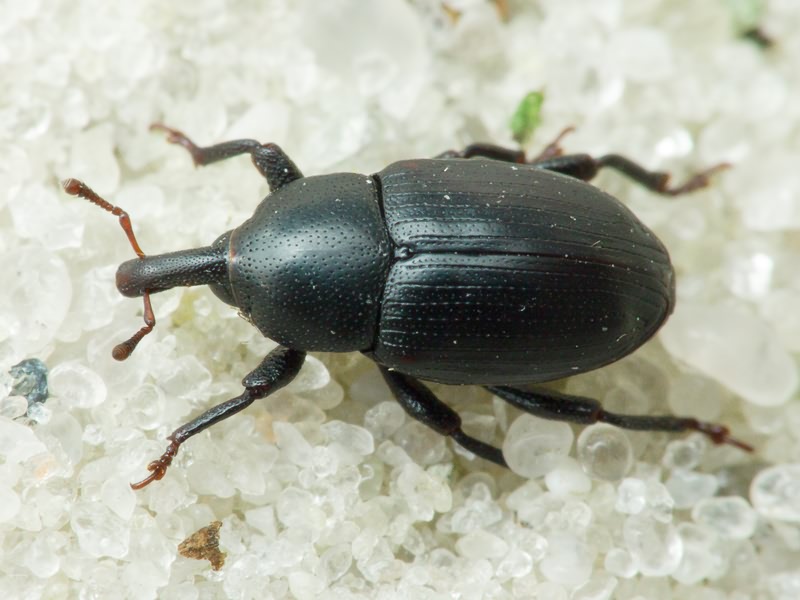 Malvaevora timida (Rossi, 1792)